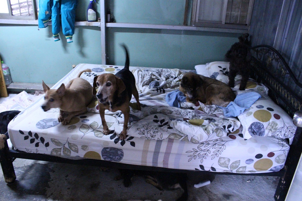 張媽媽住在狗園中，睡覺也和狗兒們一起。　台灣動物新聞網資料照(李娉婷/攝)