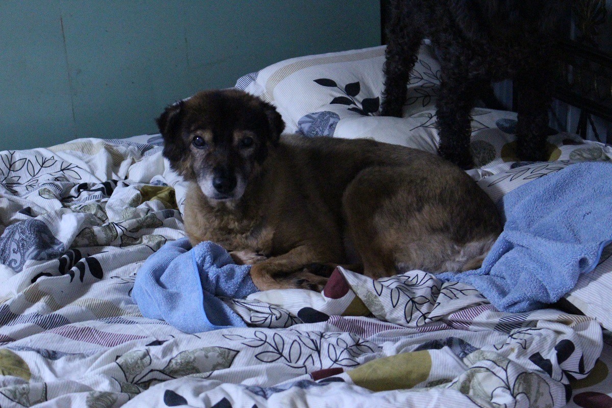 張媽媽第一隻收容的流浪狗「無尾」，就是會在橋頭等張媽媽的那隻狗兒，已經跟著張媽媽10幾年。　李娉婷/攝