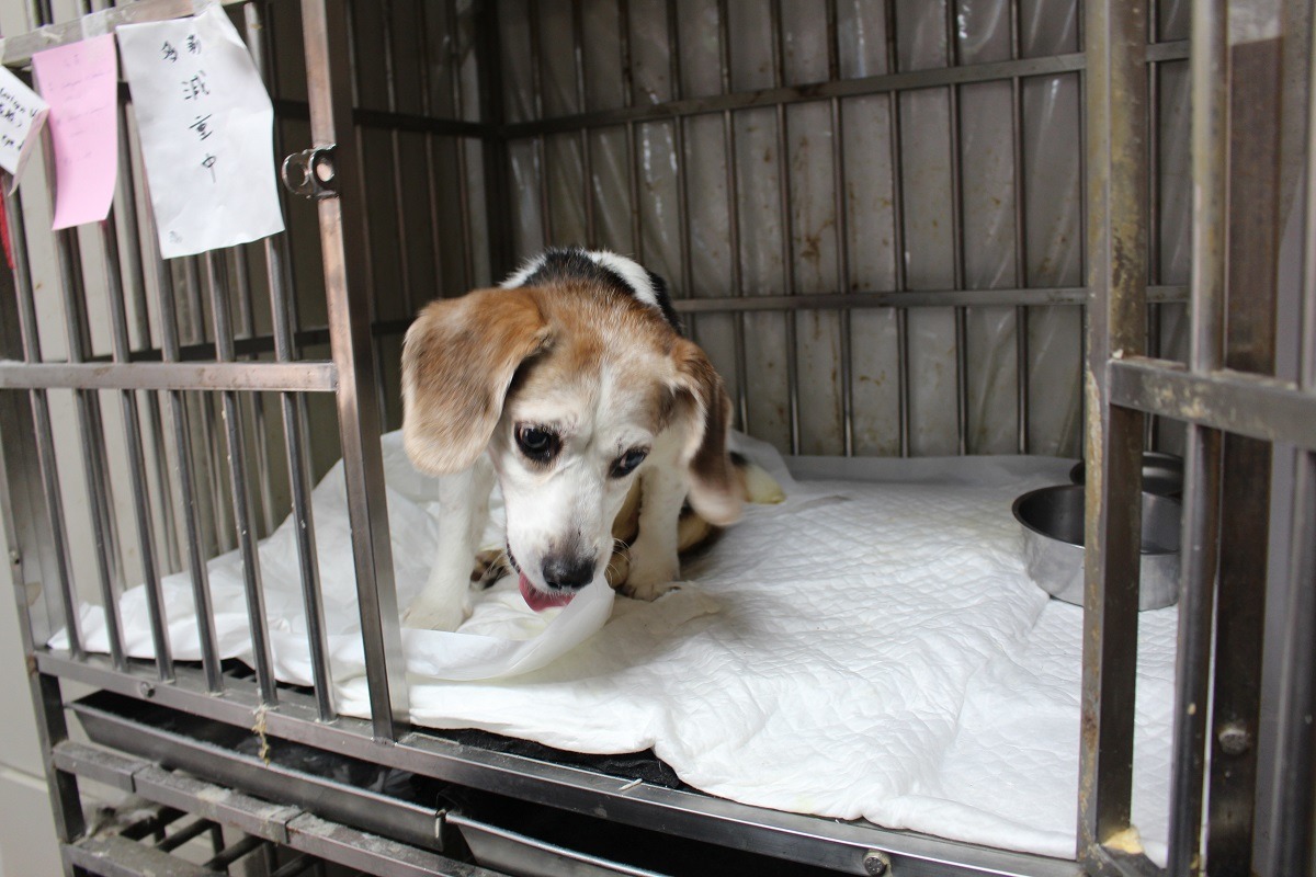 飼主因工作忙碌，平日將後肢癱瘓的多莉寄養在動物醫院、假日則接回家住，讓多莉有獸醫師隨時把關健康，也能享受主人的愛。　何宜/攝