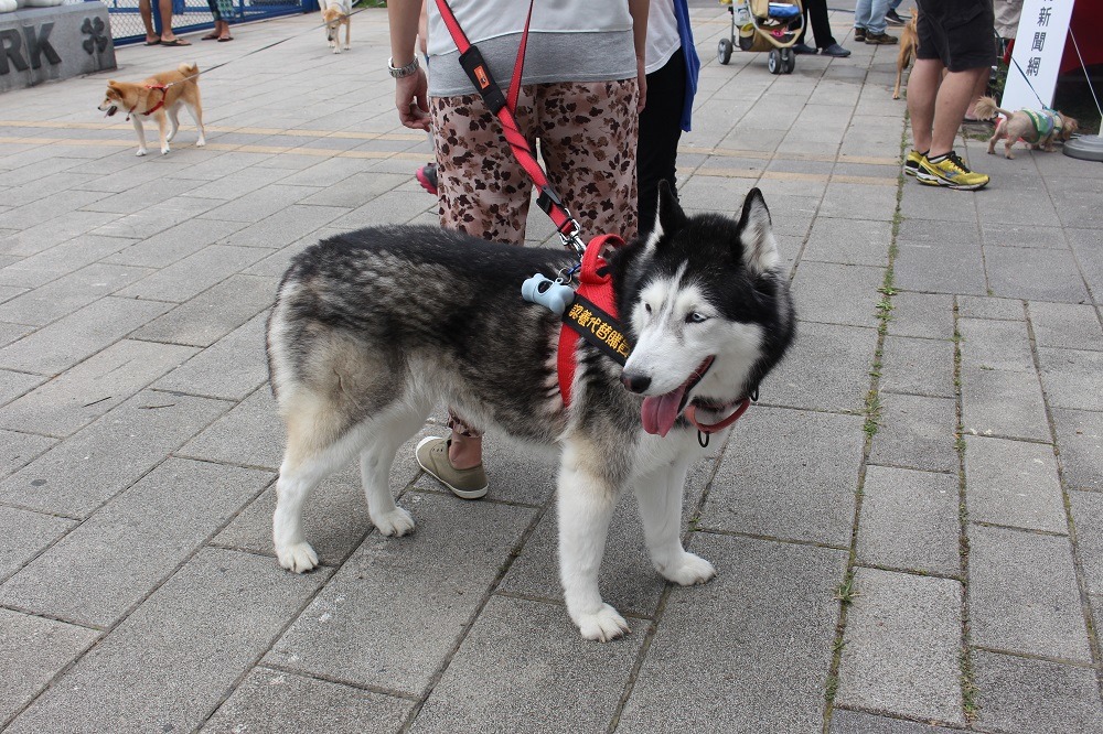 凱爸時常帶著露露和其他狗狗出去玩,順便「以認養代替購買」。 董為劭/攝
