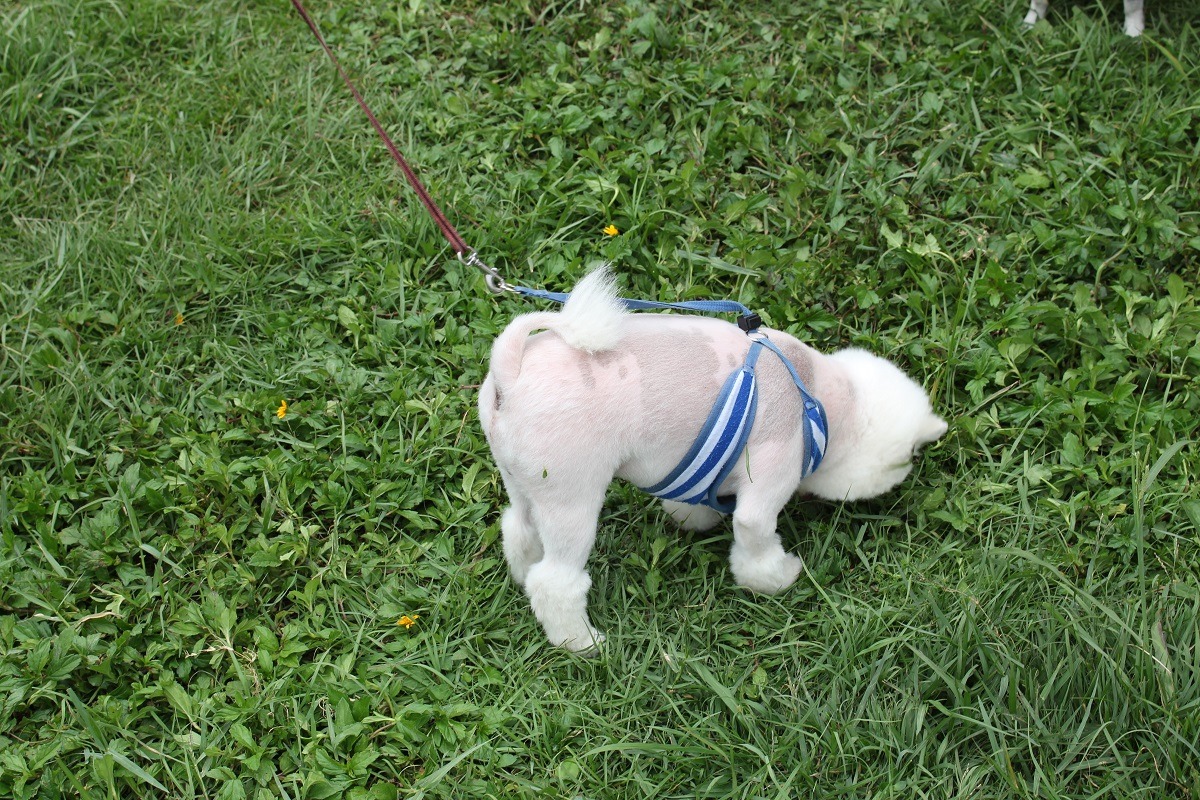 對於氣管塌陷的好發族群（約克夏、瑪爾濟斯、博美、吉娃娃等小型犬），蘇筱晶建議使用胸背帶而不是頸圈。　台灣動物新聞網資料照(何宜/攝)