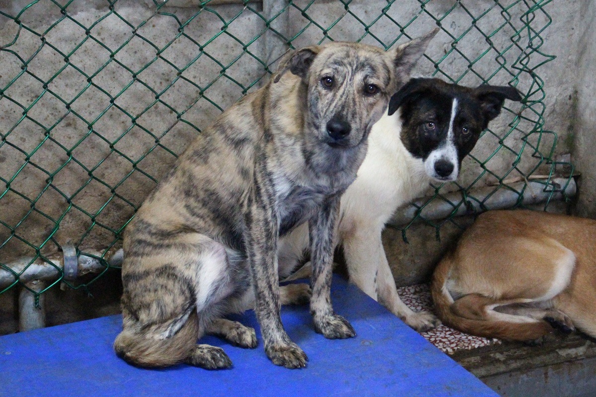 零安樂死讓部分不負責任飼主更心安理得的棄養。　台灣動物新聞網資料照(何宜/攝)