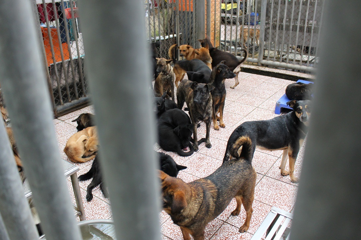 在動物保護體系中，目前擁有的人力、經費、物力等資源，遠遠無法滿足需求。　台灣動物新聞網資料照(何宜/攝)