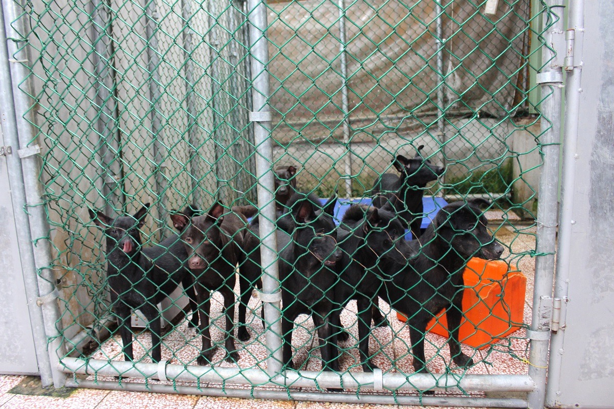 犬隻會為了保護資源(食物、地盤、社會資源等)而打架，是過度收容必然產生的結果。　台灣動物新聞網資料照(何宜/攝)
