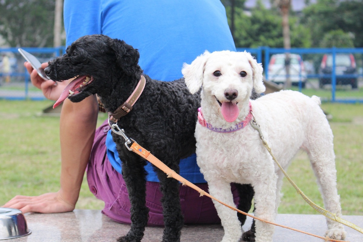 犬隻不同品種間體型差異大，也是影響部分飼主只選擇品種犬的原因。　李娉婷/攝