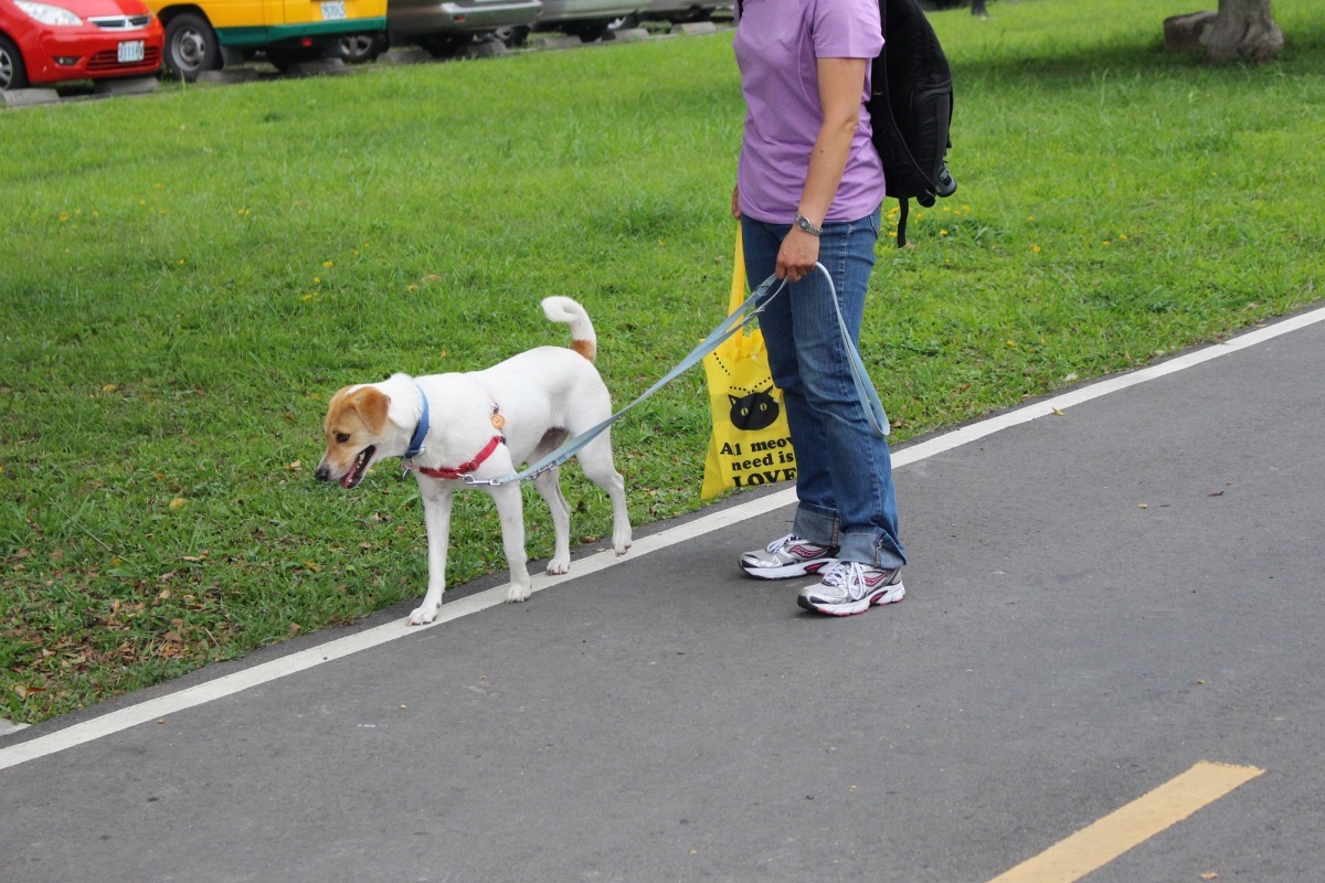 動物保護法規定飼主應避免動物遭受騷擾、虐待或傷害，在公共場合若未做妥善管理措施（繫牽繩、放推車），不只可能與他人產生糾紛，也容易害狗兒受傷。 示意圖，李娉婷/攝
