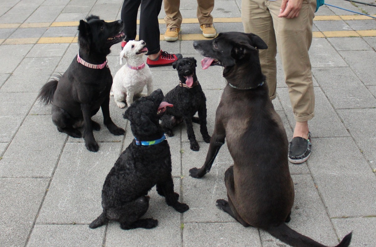 寵物登記制度除了方便政府管理流浪動物問題外，也能為走失犬隻提供多一份保障。　李娉婷/攝