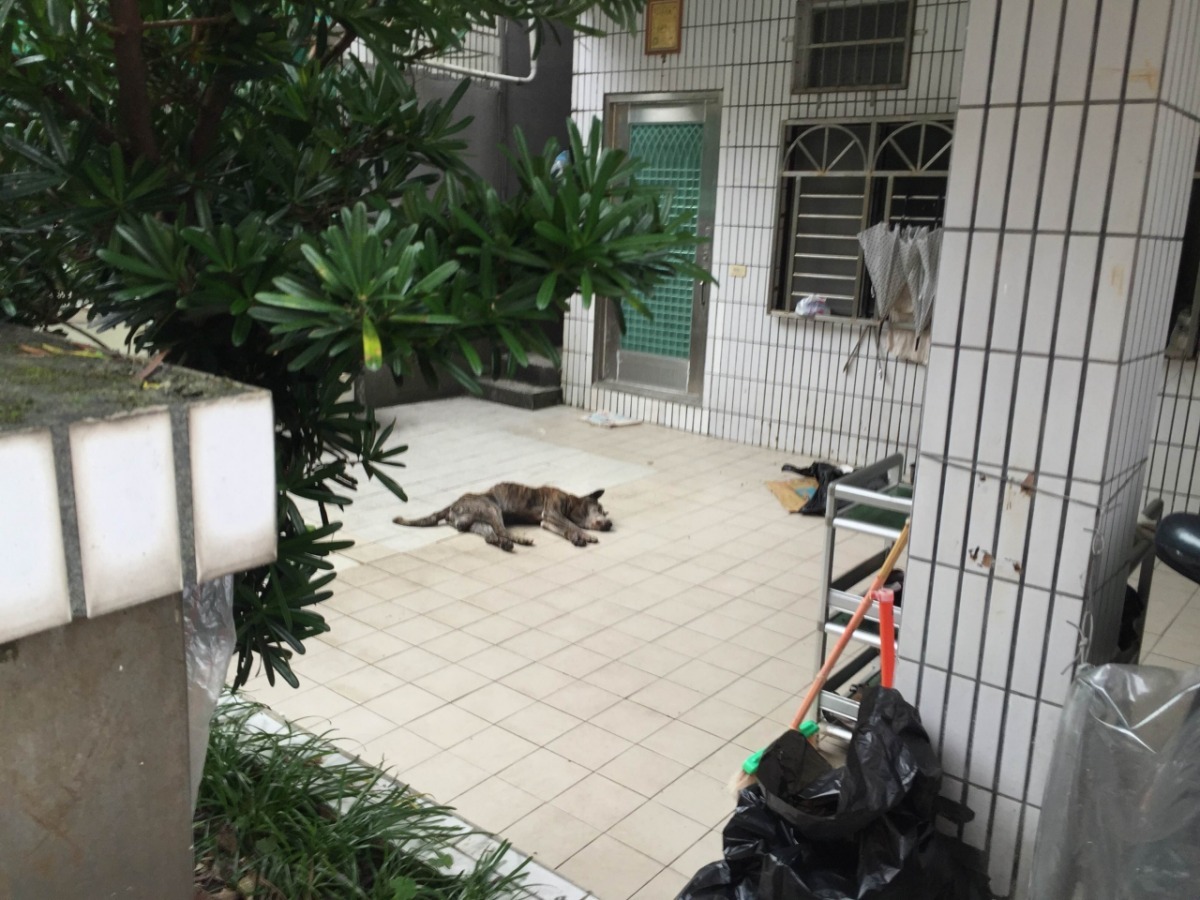 病狗虛弱地躺在住家外停車空地哀號。　基隆市動物保護防疫所/提供