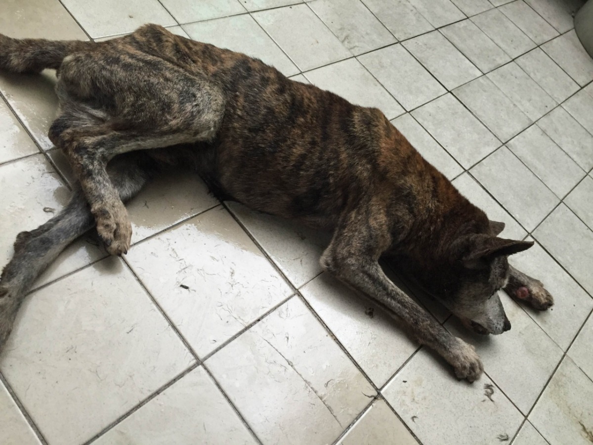 狗兒的左前肢有傷口，飼主後表示是被蜈蚣咬傷。　基隆市動物保護防疫所/提供