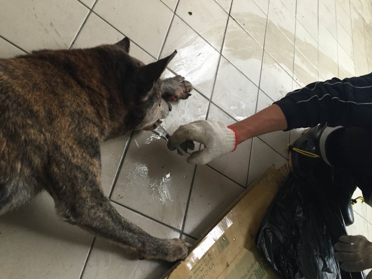 病狗無法移動，連水都喝不到，稽查時動保員以針筒餵病狗喝水。　基隆市動物保護防疫所/提供