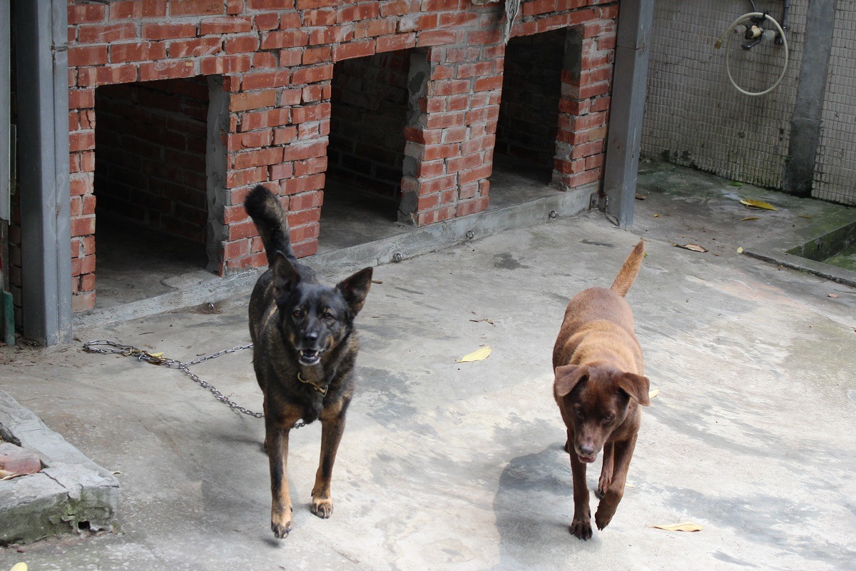 台北護理健康大學校犬計畫由老師發起，平時照顧則有賴學生組成的「校犬志工隊」。　台灣動物新聞網資料照(江幸芸/攝)