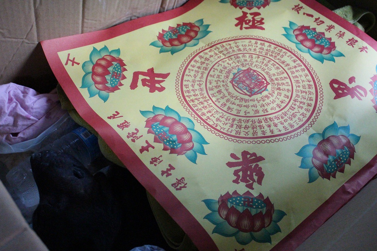 血檢結果顯示Jojo肝腎指數飆高、嚴重脫水且有黃疸症狀。　李娉婷/攝