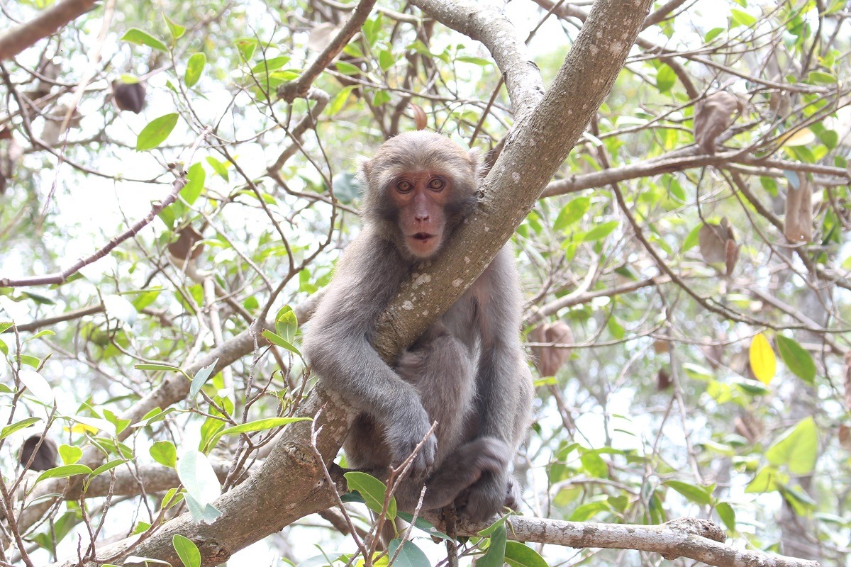 若是不希望獼猴靠近，千萬別做出驅趕動作，獼猴可能會將其視為挑釁。 台灣動物新聞網資料照(李娉婷/攝)