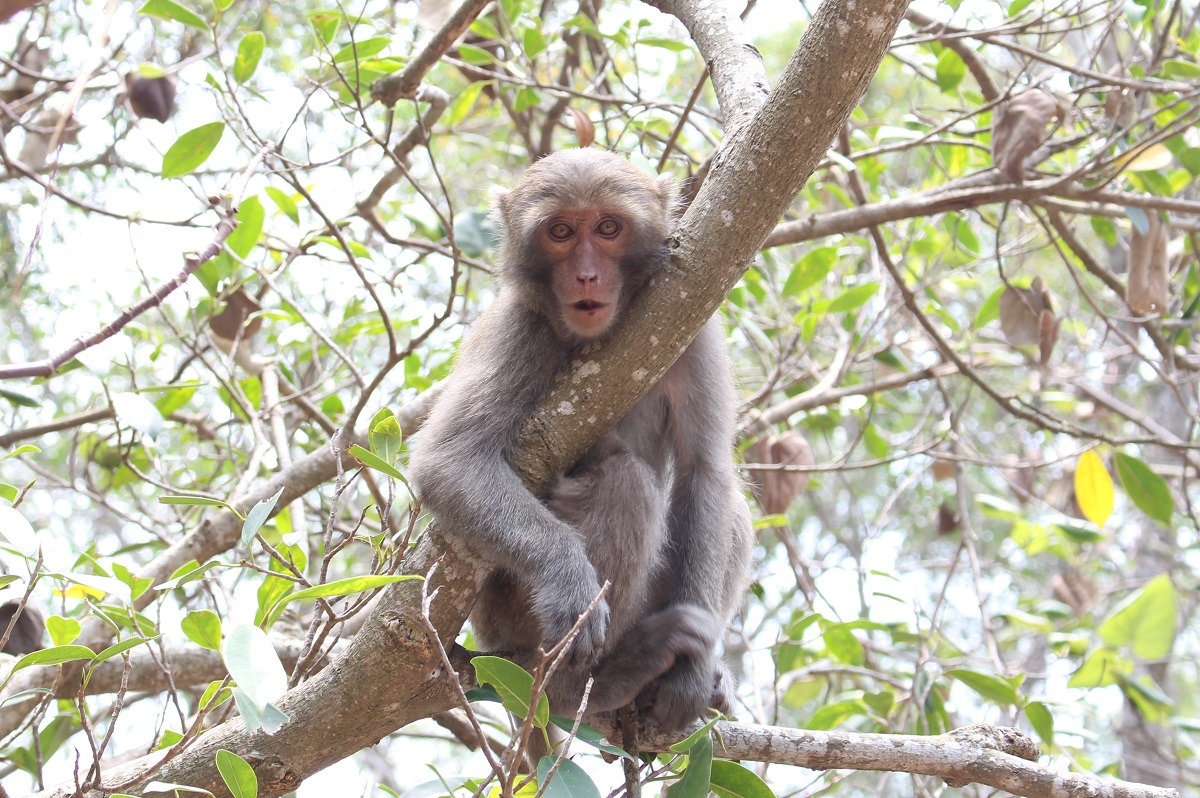 野生動物「危害」農作物的定義不明，但許多農民卻希望政府能開放補助，或開放獵殺會「危害」農作物的保育類動物。　台灣動物新聞網資料照(李娉婷/攝)