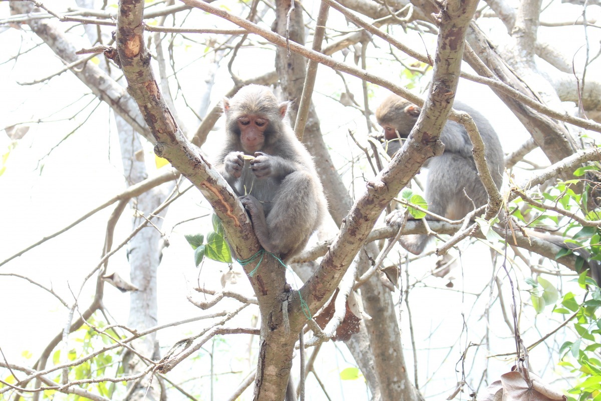 你了解我嗎？為什麼這麼不喜歡我呢？　台灣動物新聞網資料照(李娉婷/攝)