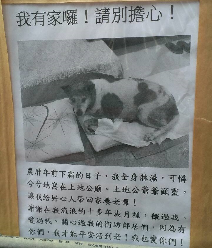 小花失蹤了一個多月，再次出現的消息是有了家，令人相當開心。　網友貝貝/提供