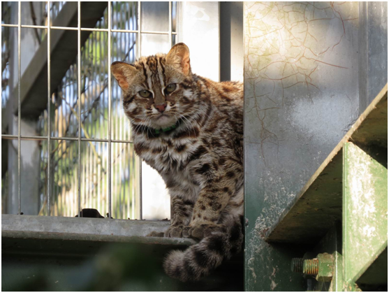 農委會特生中心在2013年底野放小石虎「集寶」，但集寶在野放20天後就被發現受傷（推測為捕鼠夾或網具纏繞所致），無法再回到野外。　特有生物研究保育中心/提供