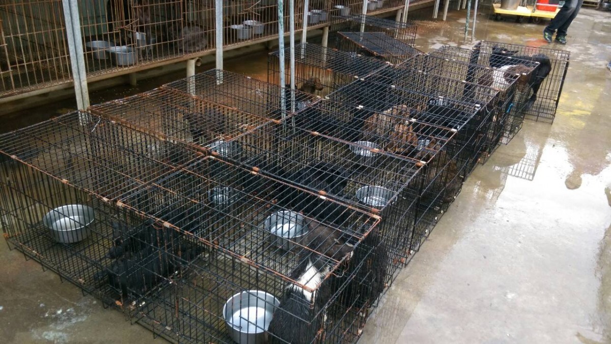 嘉義縣民雄收容所為了疏散收容量而引發犬隻悶死案，讓零安樂政策的問題浮現檯面。　台灣動物新聞網資料照(台南市動保處/提供)