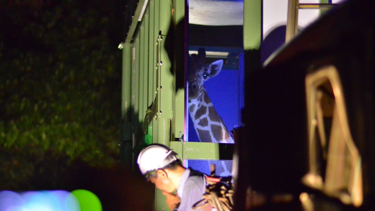 工作人員檢查久坐在箱籠中的宵久的狀況。　台北市立動物園/提供