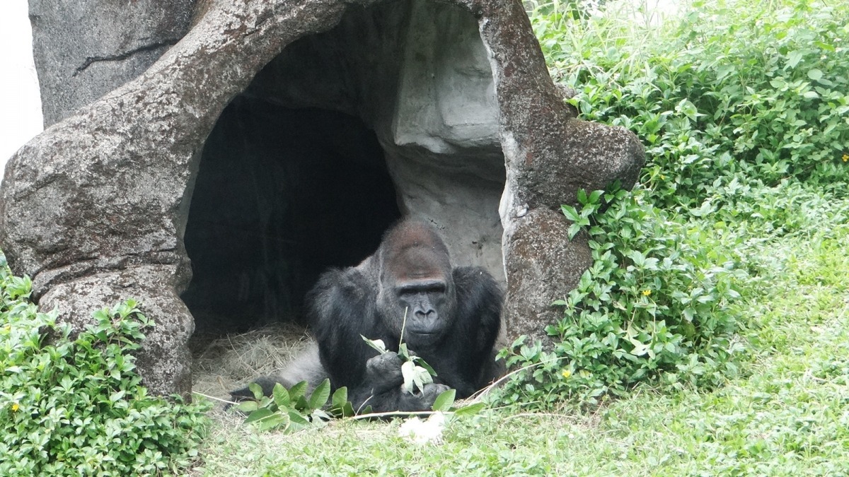金剛猩猩「寶寶」把食物和乾草拿到人造山洞裡享用。　台北市立動物園/提供