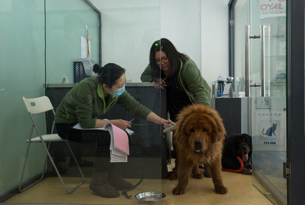 「泥巴」正在接受獸醫的檢查，牠是從卡車上被救出的狗之一。　取自紐約時報