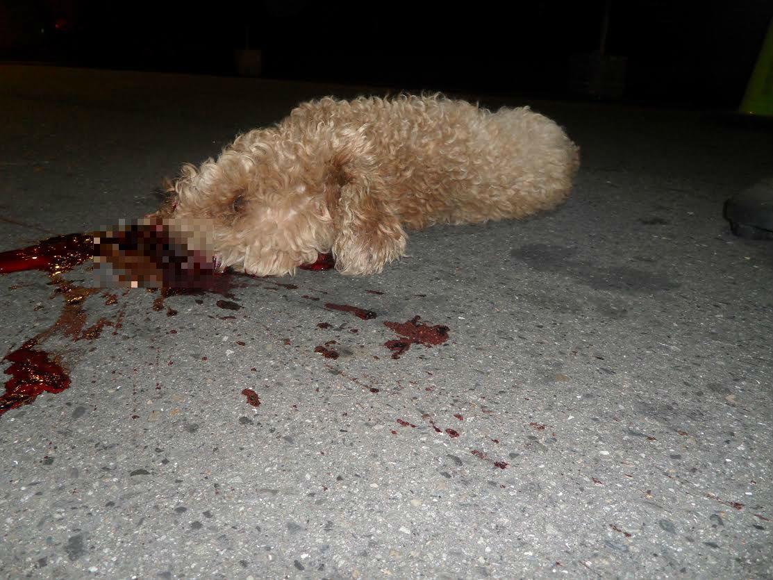 陳男將表弟所飼養的貴賓狗從高樓丟下，狗兒當場慘死。　台灣動物新聞網資料照(基隆市動物保護防疫所/提供)