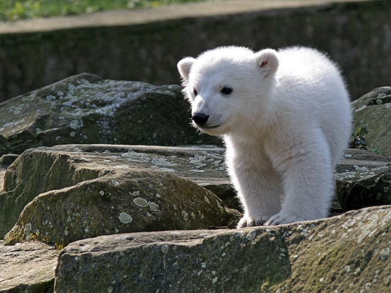 柏林動物園曾經的當紅明星北極熊努特。　Jensk369@wikimedia, CC BY-SA 2.0