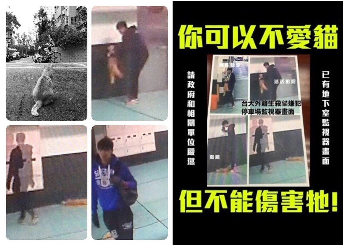 連署發起者認為若能對陳生判刑，對於其他有虐待動物傾向的人能達到嚇阻效用。　 台灣動物新聞網資料照、取自連署頁面