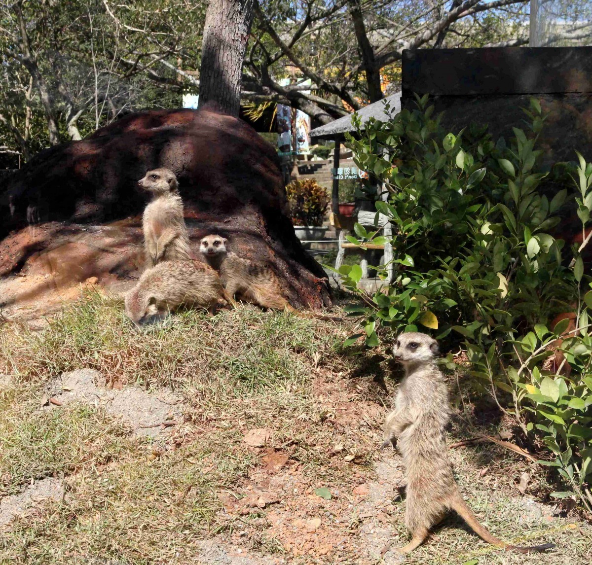 六福村野生動物園將在春節讓狐獴家族正式亮相。 六福村/提供