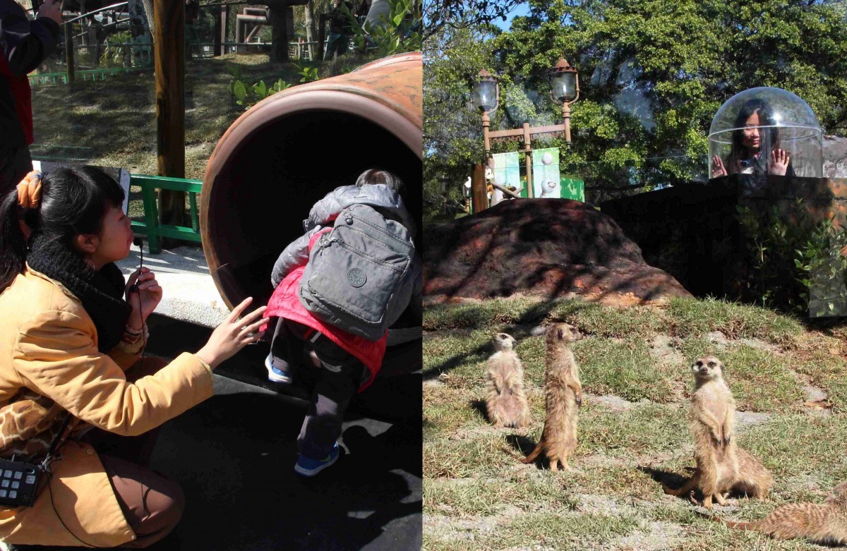 狐獴住在地下洞穴裡，「狐獴生態體驗地道」讓民眾能夠提驗狐獴的生活方式，地道的末端能近距離見到狐獴，並有玻璃罩安全隔離狐獴與遊客。　六福村/提供