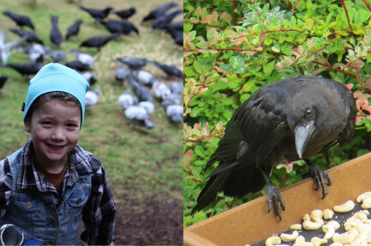 加比與她的鳥類朋友們。 取自The BitterSweet Life
