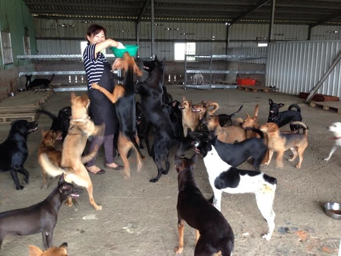 陳愛媽與幸福狗中途的狗,她希望狗園只是狗兒的中途,最後還是能有真正的家。 黃怡蓓/提供