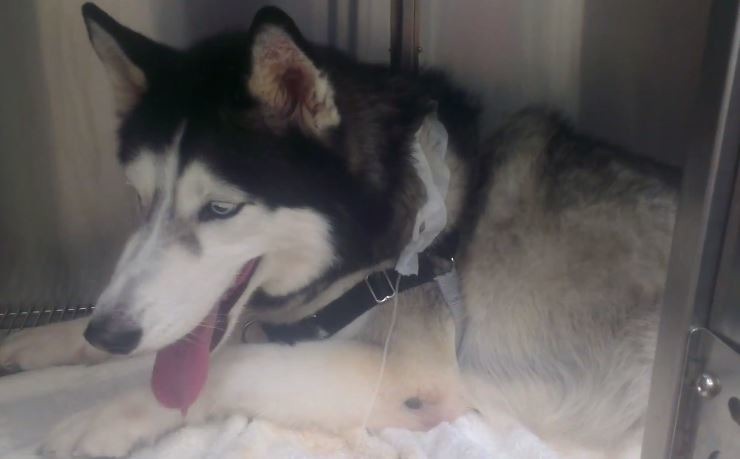 露露捐血中。 影片截圖,胡竣凱/攝