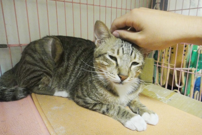 安安媽媽貓中途小站目前約有10多隻貓。 江幸芸/攝