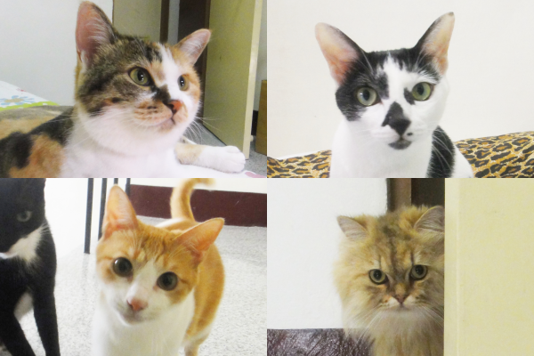 即使經濟不寬裕,小貞仍願盡力幫助浪浪。 江幸芸/攝