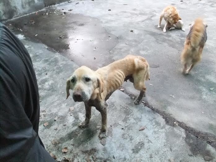 Mini年紀約為10歲，罹癌多年，但從沒被飼主放棄。　新北市動保處/提供