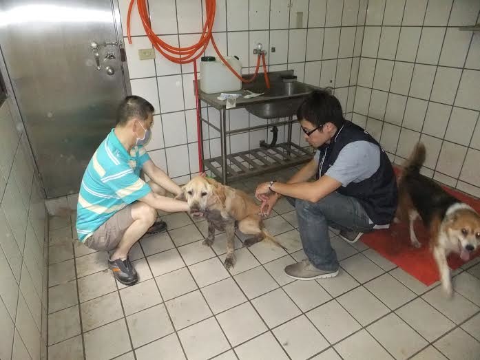 新北市動保處將持續協助鄭老先生、提供癌狗的醫療諮詢。　新北市動保處/提供