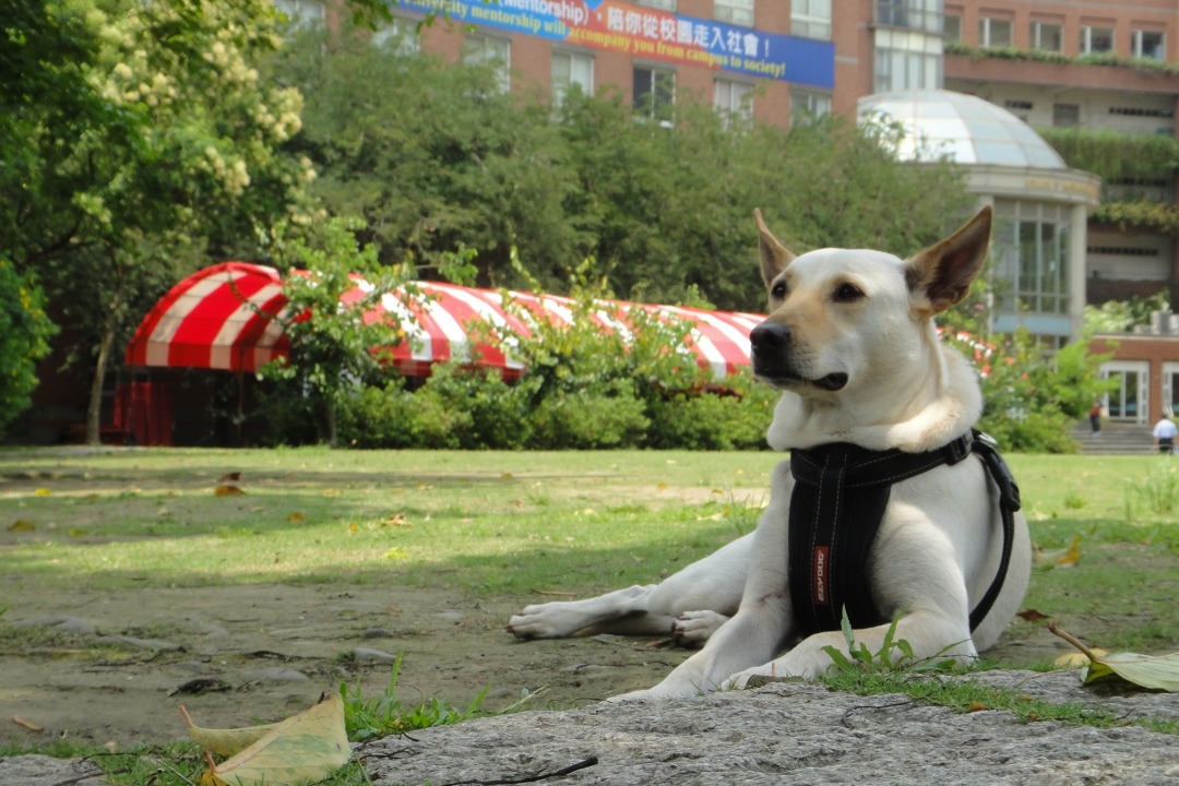 Mumu會無預警地發生過敏反應，現在狀況已經稍微穩定。  江幸芸/攝