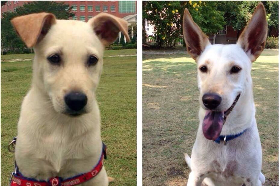  Mumu長大後，從垂耳變立耳，也從苦瓜臉換上燦爛笑容。  林于晴/提供