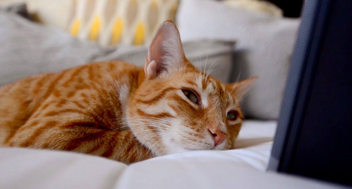音樂家與科學家正聯手打造能讓貓咪放鬆的專輯。　取自Music For Cats