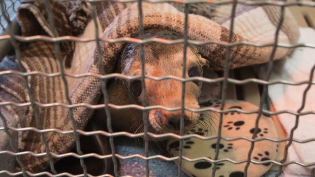 海洋世界「重症病房」中的海獅寶寶。　取自UT San Diego