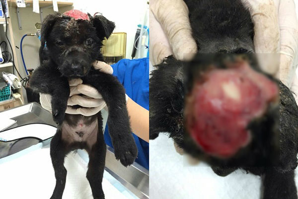 估計才3月齡的這隻小黑狗，遍布灼傷，以頭頂上這處已可見到頭骨的傷勢最嚴重。新北市動保處/提供