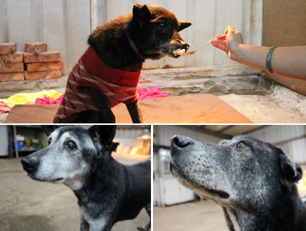 八里保育場最年長的老黑（上）、黑黑（左）與大黑（右），黑黑與大黑滿臉白毛但是還相當有活力。　李娉婷/攝