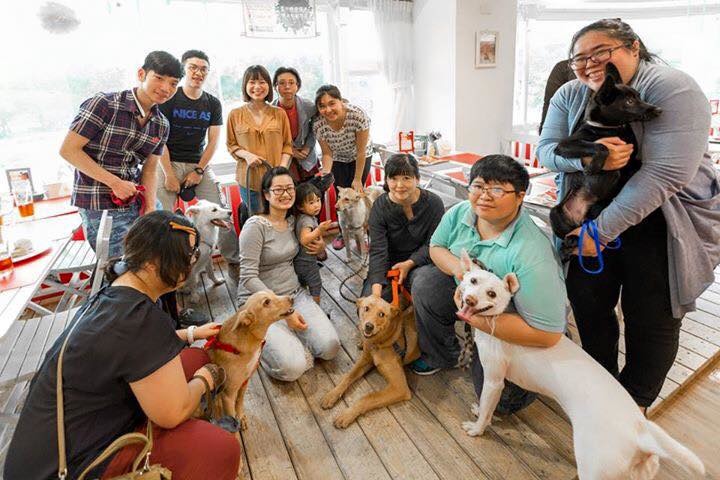 日前台北市動物之家志工團「貓狗同樂會」在澳滋客棧舉辦的狗聚。　取自OZ HOTEL 澳滋客棧