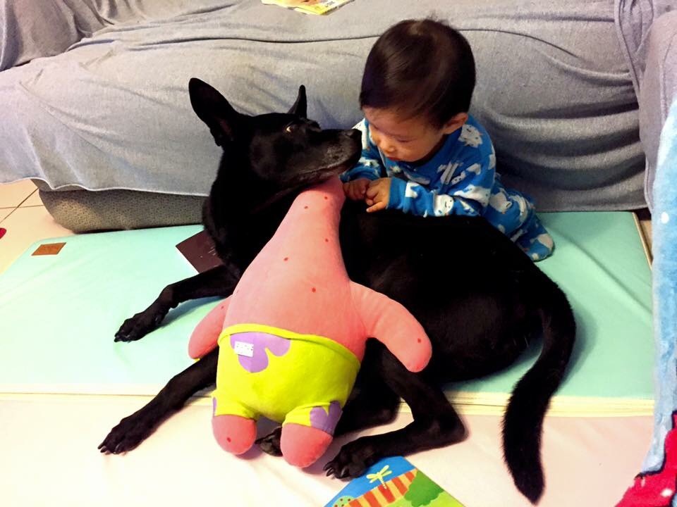 宥宥與他的狗舅舅「鑫萊德」，從小跟狗兒一起長大的宥宥沒有繼承爸爸媽媽的過敏症狀，非常健康。　Alice/提供