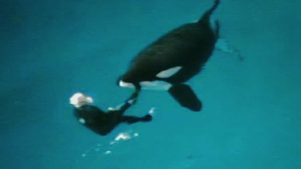 卡莎特卡2006年時曾把牠的訓練師拖下水底兩次，所幸最後沒有造成傷亡。　取自BBC