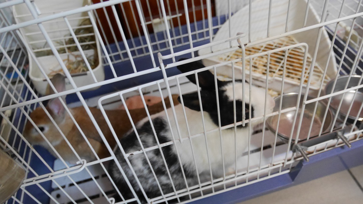 2隻倖存的兔子被愛兔協會帶回安置。　台灣愛兔協會/提供