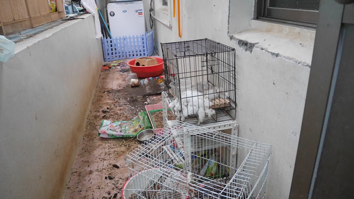 兔子的飼養環境。　台灣愛兔協會/提供