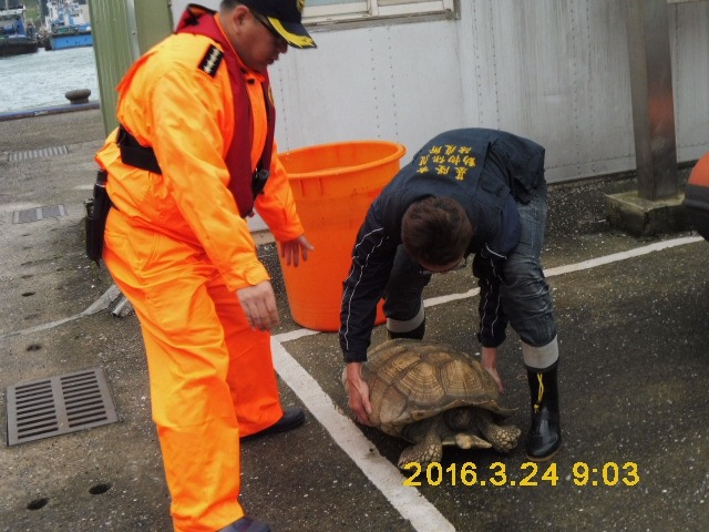 死亡象龜體型不小，依外觀判斷大約10歲。　基隆市動物保護防疫所/提供
