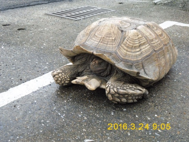 死亡象龜外型完整，基隆防疫所已聯絡各學術單位，若無單位需要使用做研究用途，防疫所會將象龜與寵物銀行（基隆市的動物收容所）的死亡動物一同焚化。　基隆市動物保護防疫所/提供